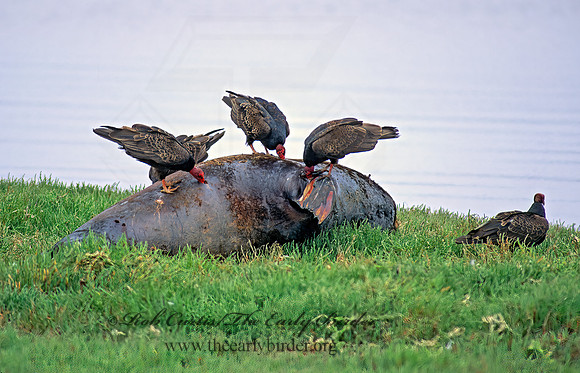 Cathartes aura  TURKEY VULTURE 129521z