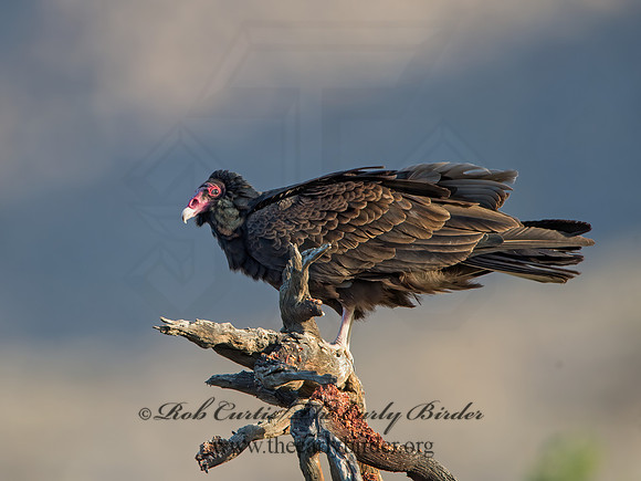 Cathartes aura  TURKEY VULTURE 9056758z