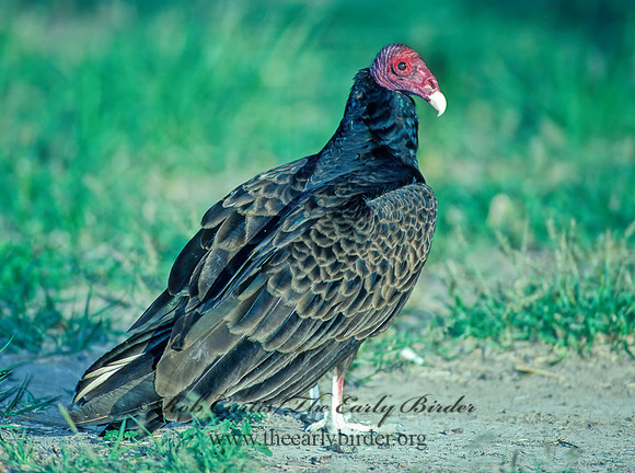 Cathartes aura  TURKEY VULTURE 91618z