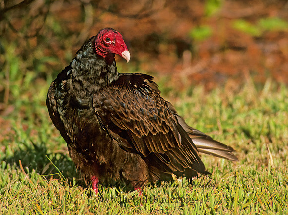 Cathartes aura  TURKEY VULTURE 258308z