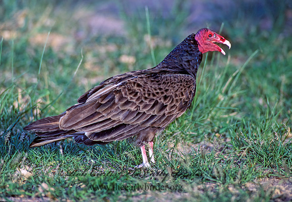 Cathartes aura  TURKEY VULTURE 91630z