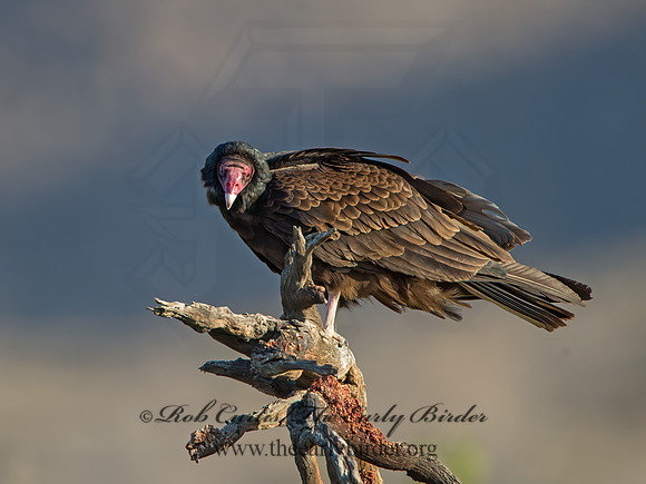 Cathartes aura  TURKEY VULTURE 9056762z