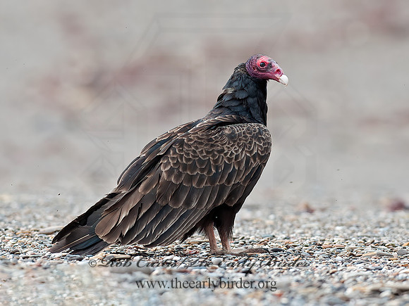 Cathartes aura  TURKEY VULTURE 8036673z