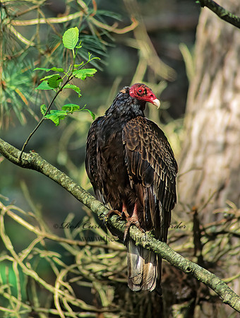 Cathartes aura  TURKEY VULTURE 129708z