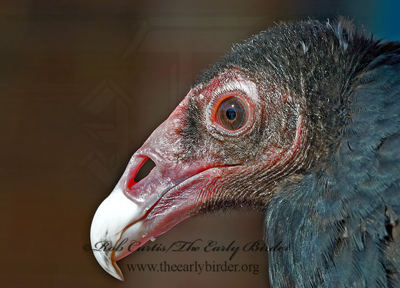 Cathartes aura  TURKEY VULTURE 5003231z