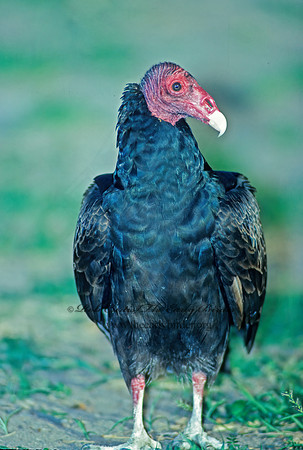 Cathartes aura  TURKEY VULTURE 91637z