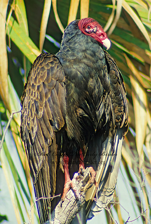 Cathartes aura  TURKEY VULTURE 13922z