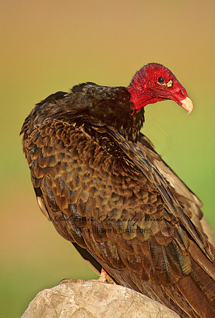 Cathartes aura  TURKEY VULTURE 91701z