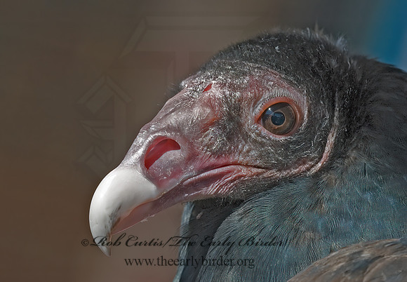 Cathartes aura  TURKEY VULTURE 5003234z
