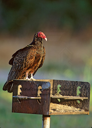 Cathartes aura  TURKEY VULTURE 91705z