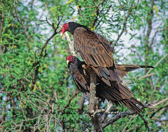 Cathartes aura  TURKEY VULTURE 76008z