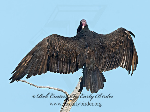 Cathartes aura  TURKEY VULTURE 3038679z