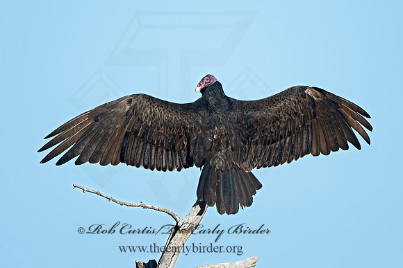 Cathartes aura  TURKEY VULTURE 3038677z