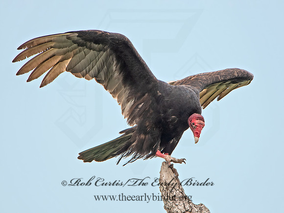 Cathartes aura  TURKEY VULTURE 6039024z