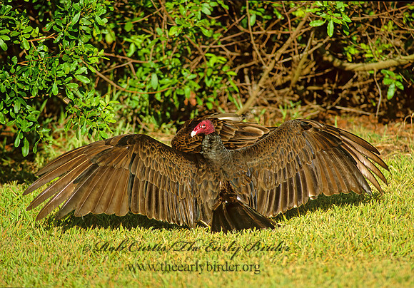 Cathartes aura  TURKEY VULTURE 250518z