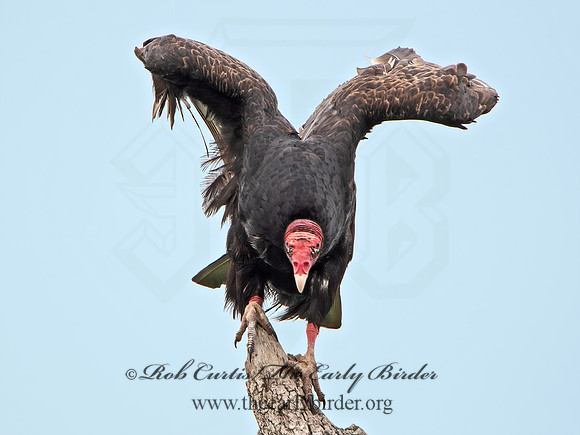 Cathartes aura  TURKEY VULTURE 6039028z
