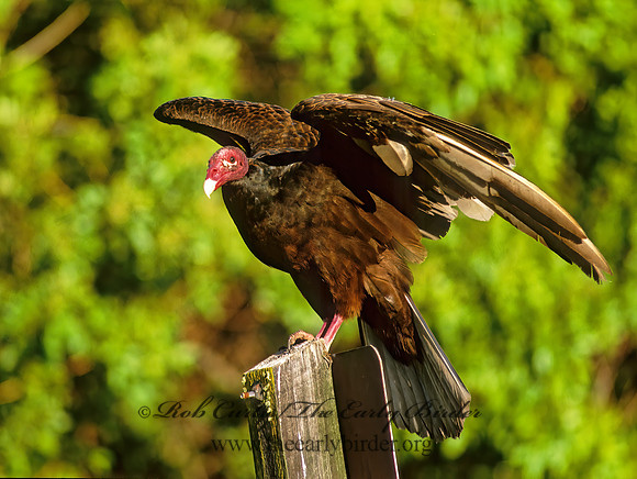 Cathartes aura  TURKEY VULTURE 250522z