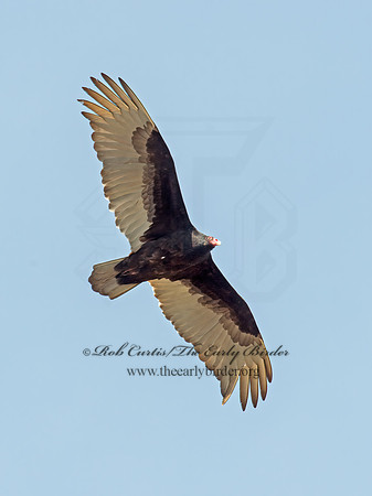 Cathartes aura  TURKEY VULTURE 9009244z