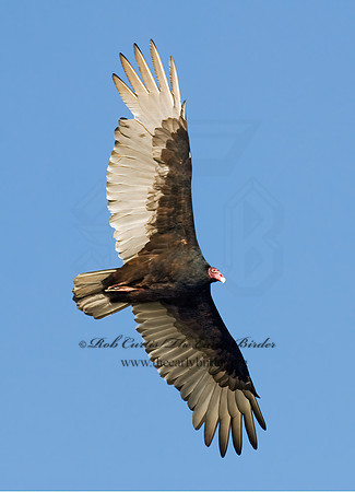 Cathartes aura  TURKEY VULTURE 7015569z