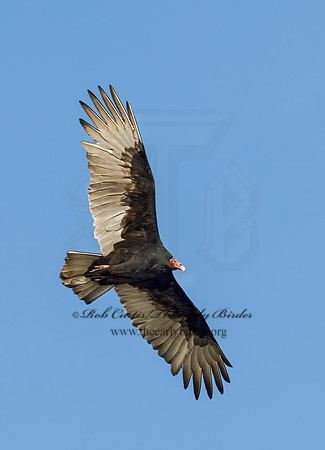 Cathartes aura  TURKEY VULTURE 7015579z