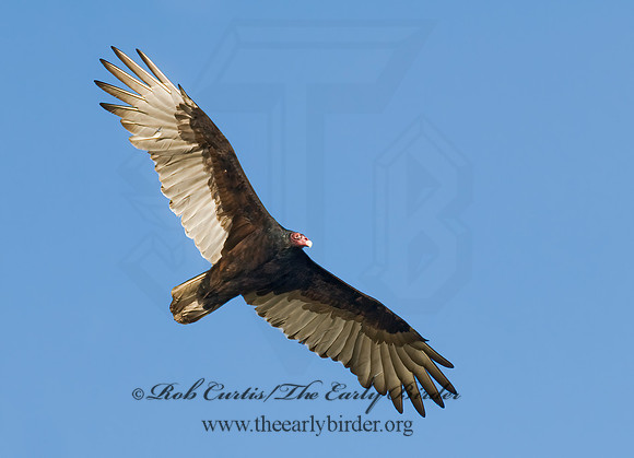Cathartes aura  TURKEY VULTURE 7015572z