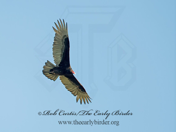 Cathartes aura  TURKEY VULTURE 9011233z
