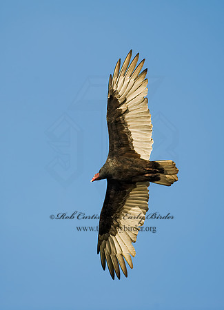 Cathartes aura  TURKEY VULTURE 8008894z