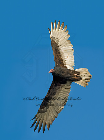 Cathartes aura  TURKEY VULTURE 8008886z