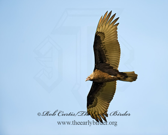 Cathartes aura  TURKEY VULTURE 8008902z