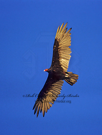Cathartes aura  TURKEY VULTURE 272833z