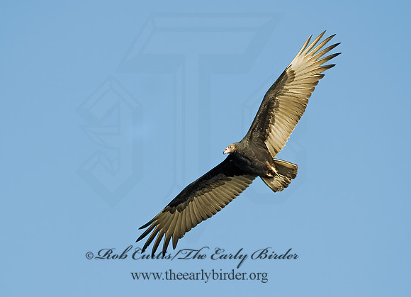 Cathartes aura  TURKEY VULTURE 8008872z
