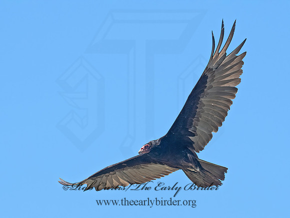 Cathartes aura  TURKEY VULTURE 6040479z