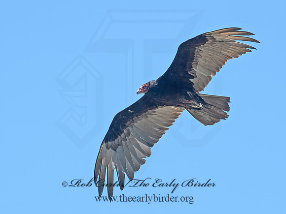Cathartes aura  TURKEY VULTURE 6040481z