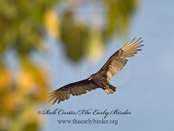 Cathartes aura  TURKEY VULTURE 9053189z