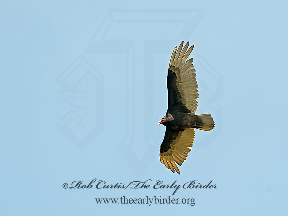 Cathartes aura  TURKEY VULTURE 8031064z