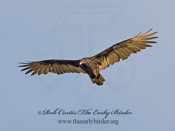 Cathartes aura  TURKEY VULTURE 9053191z