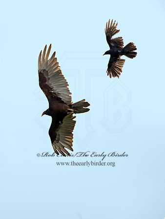 Cathartes aura  TURKEY VULTURE 9029569z