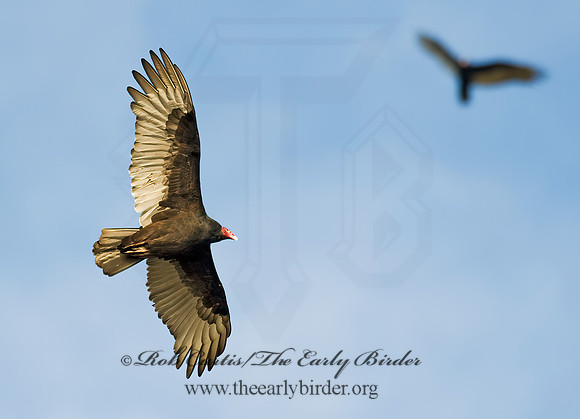Cathartes aura  TURKEY VULTURE 8008893z