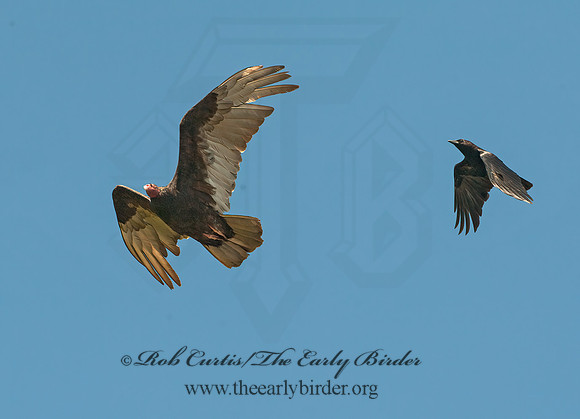 Cathartes aura  TURKEY VULTURE 8037343z