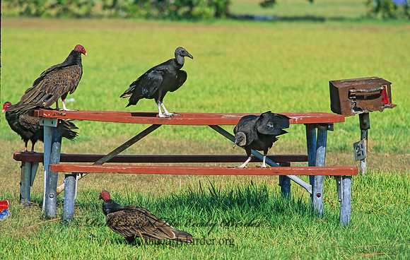 Cathartes aura  TURKEY VULTURE 250711z