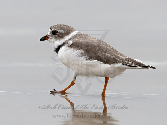 Charadrius melodus  PIPING PLOVER 3029943z