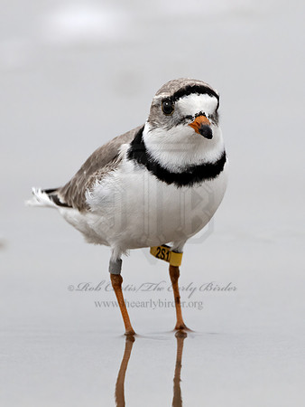 Charadrius melodus  PIPING PLOVER 3029941z