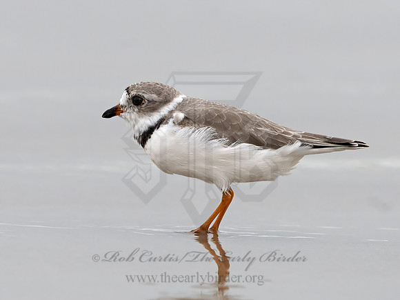 Charadrius melodus  PIPING PLOVER 3029942z