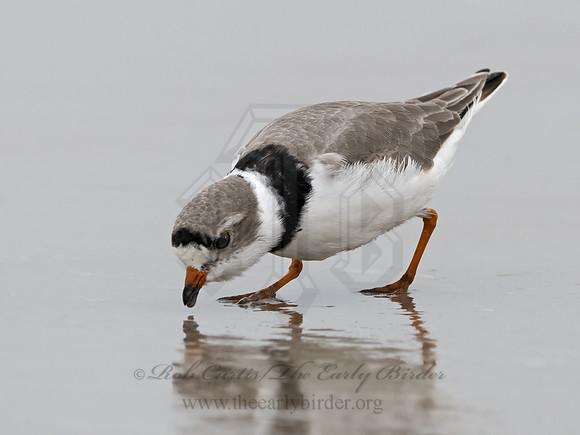 Charadrius melodus  PIPING PLOVER 3029938z