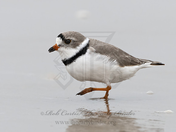 Charadrius melodus  PIPING PLOVER 3029937z