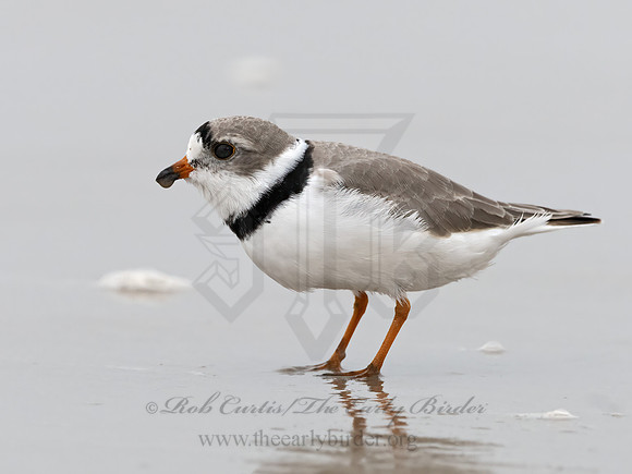 Charadrius melodus  PIPING PLOVER 3029936z