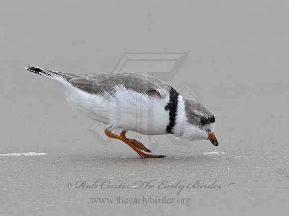 Charadrius melodus  PIPING PLOVER 3029935z
