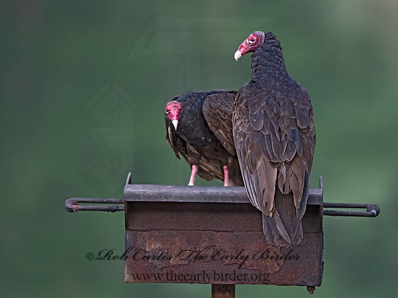 Cathartes aura  TURKEY VULTURE 3034891z-