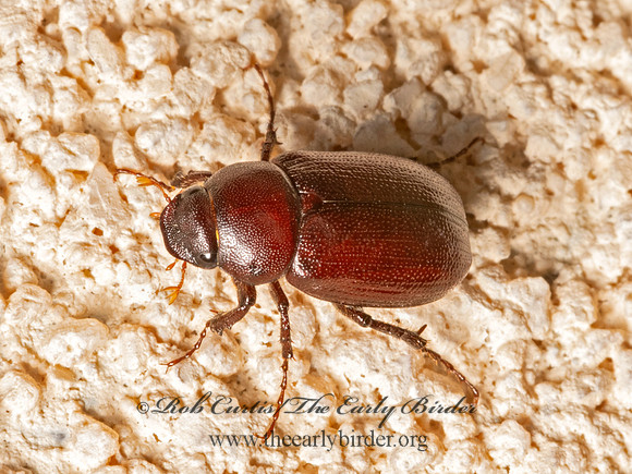Diplotaxis frondicola BROWN JUNE BUG 3036258