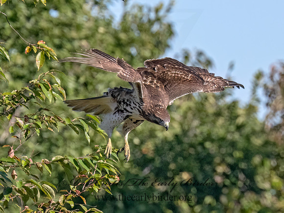 Buteo jamaicensis RED-TAILED HAWK 9091467 (1)